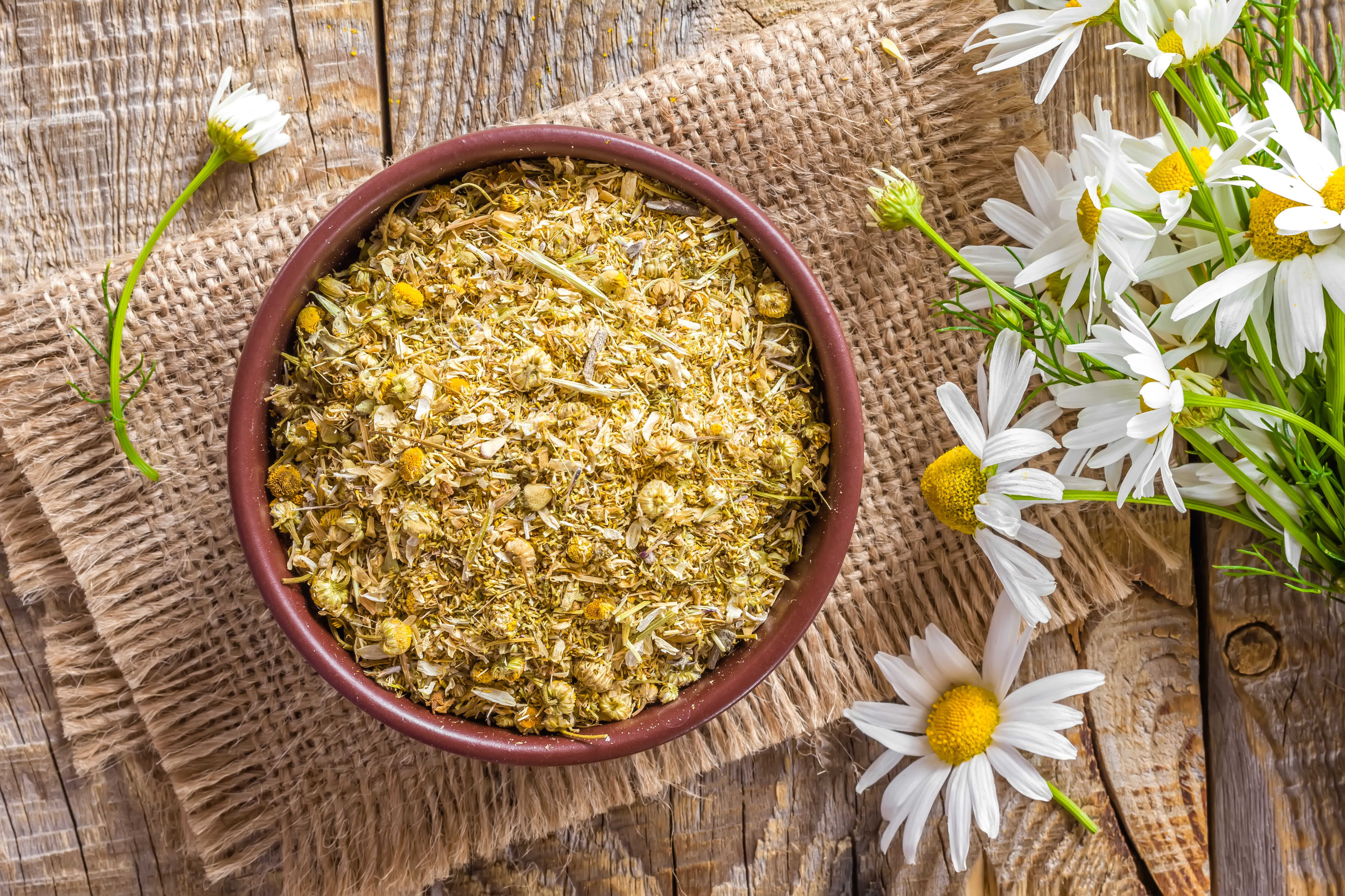 Brewing the perfect cup of camomile tea