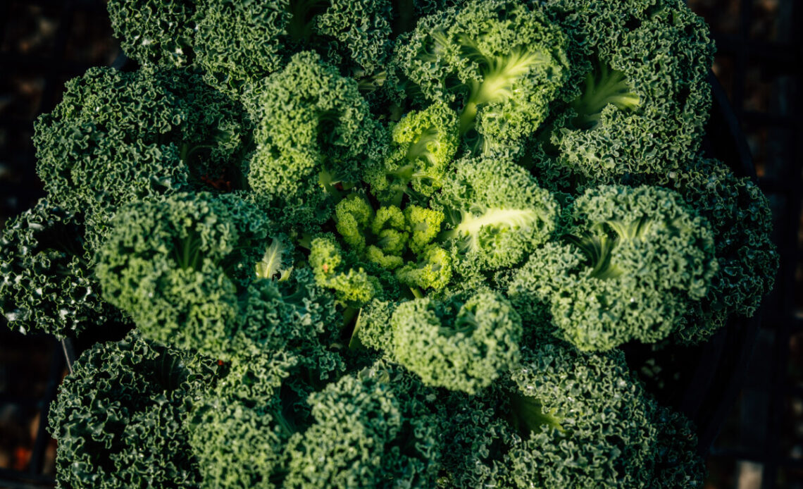 Kale