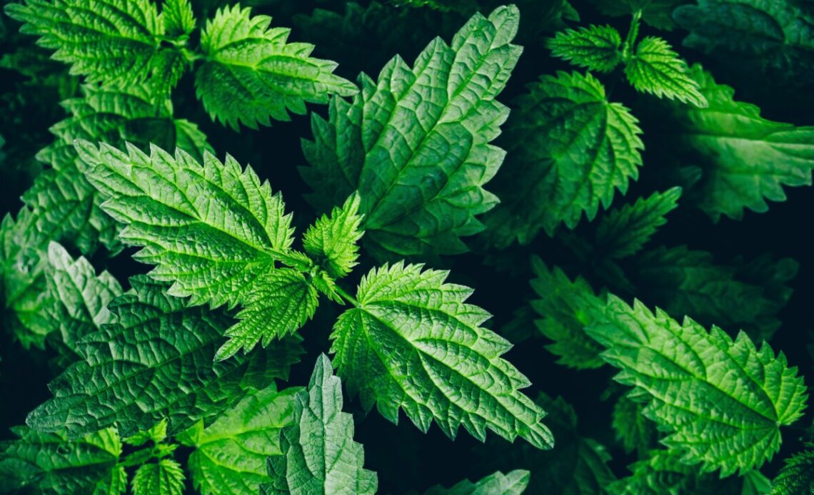 Nettles